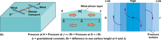 Diagrams of wind causing Ekman transport to flow inward, which causes higher water there and increased pressure