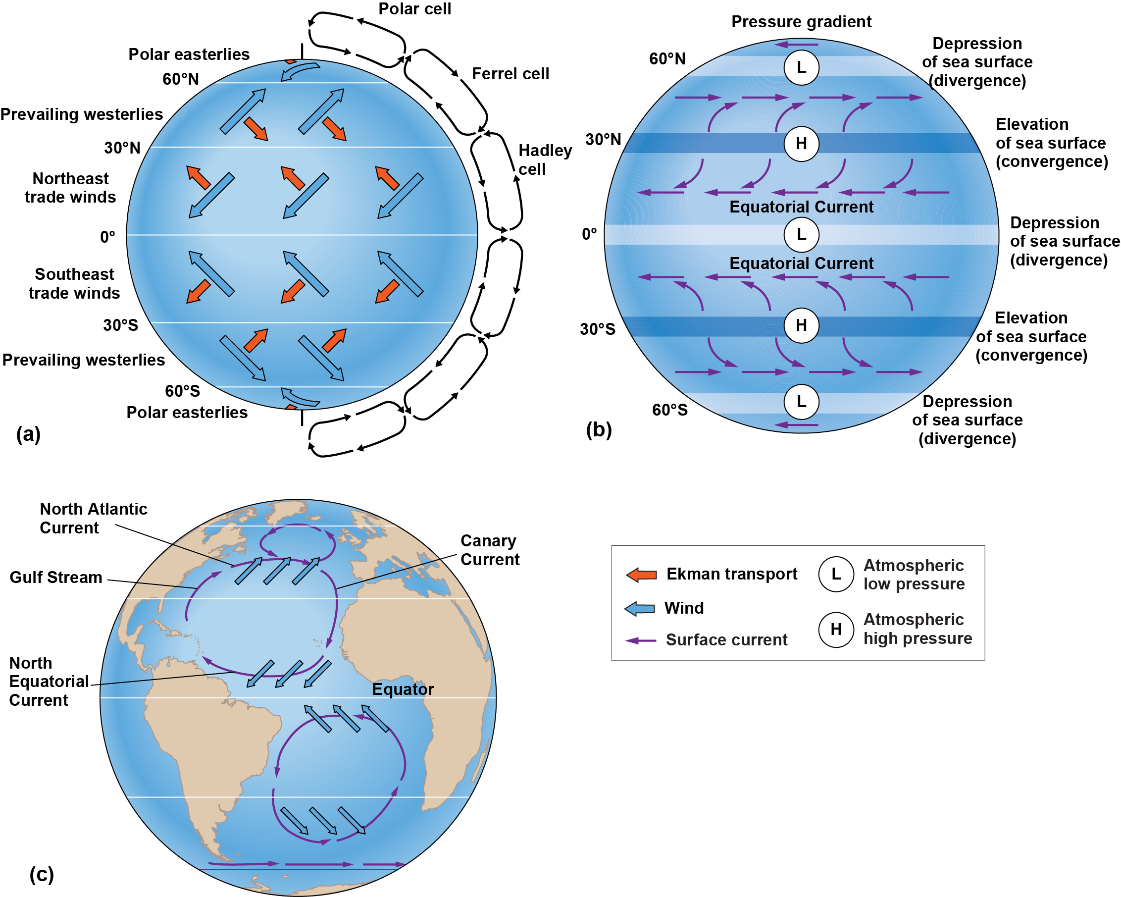 Global wind flow and Ekman transport, with Polar, Ferrel and Hadley cells, as well as the polar easterlies, prevailing westerlies and Northeast, as well as Southeast trade winds