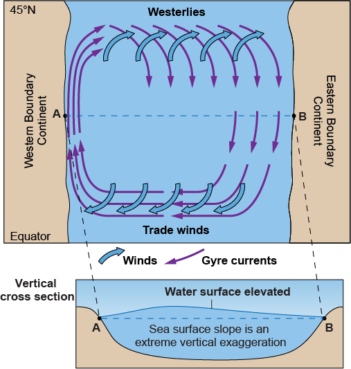 Westerlies and trade winds impacting gyre currents so they&rsquo;re narrower and faster in the west for the Northern Hemisphere