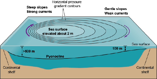 The pycnocline is deeper in the western side of the basin that has stronger, narrower currents, with the sea surface elevated toward this side, while the eastern side has a shallower pycnocline and weaker, wider currents