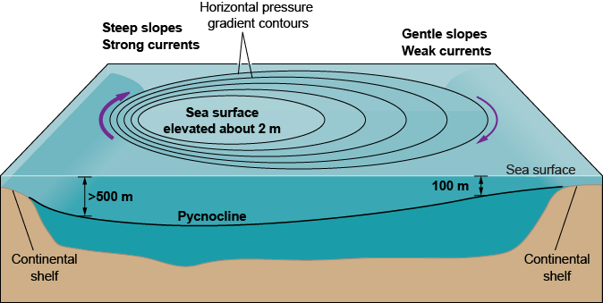 The pycnocline is deeper in the western side of the basin that has stronger, narrower currents, with the sea surface elevated toward this side, while the eastern side has a shallower pycnocline and weaker, wider currents