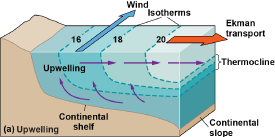 When Ekman transport pulls waters away, it leads to upwelling and cooler waters nearshore