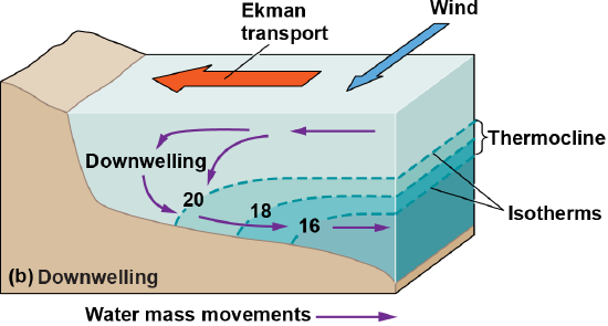 When Ekman transports pushes water towards shore, it leads to warmer waters to the seafloor from downwelling
