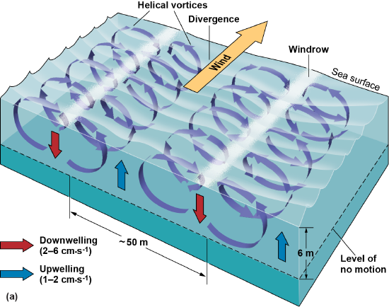 Wind causing divergence and upwelling, also causing helical vortices in the water so about 25 m away is downwelling and another 25 m away, more upwelling