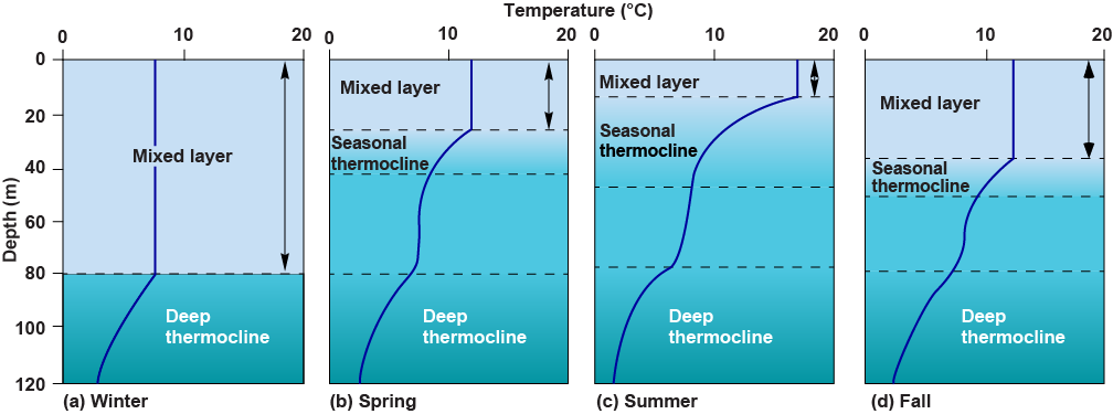 Comparison of the mixed layer and seasonal thermocline by season, with the mixed layer the largest in winter and the deep therocline unchanging