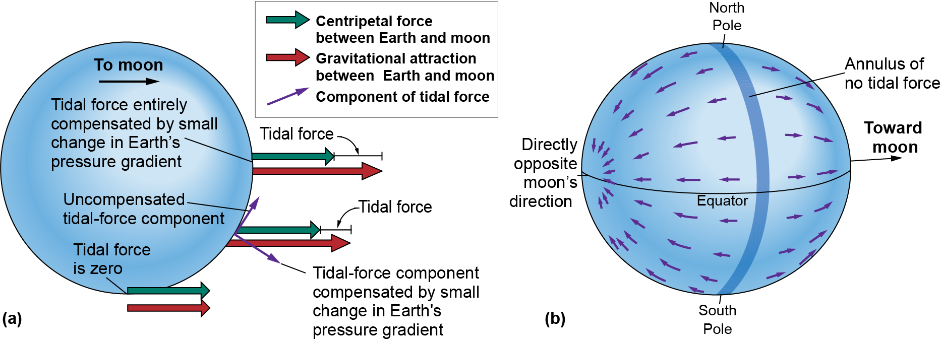 Centripetal force and gravitation attraction between Earth and moon, with a tidal force
