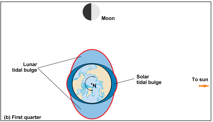 Diagram of the moon circling Earth and affecting the lunar tidal bulge for the 1st quarter