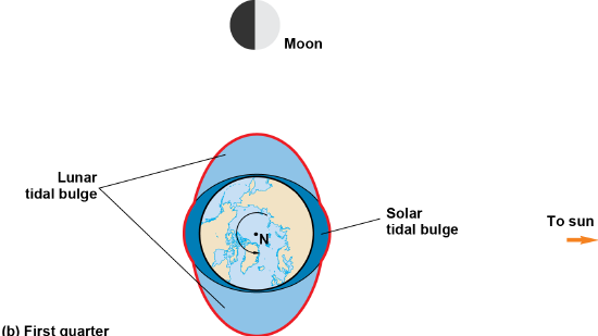 Diagram of the moon and moving around the Earth and affecting the lunar tidal bulge for the first quarter