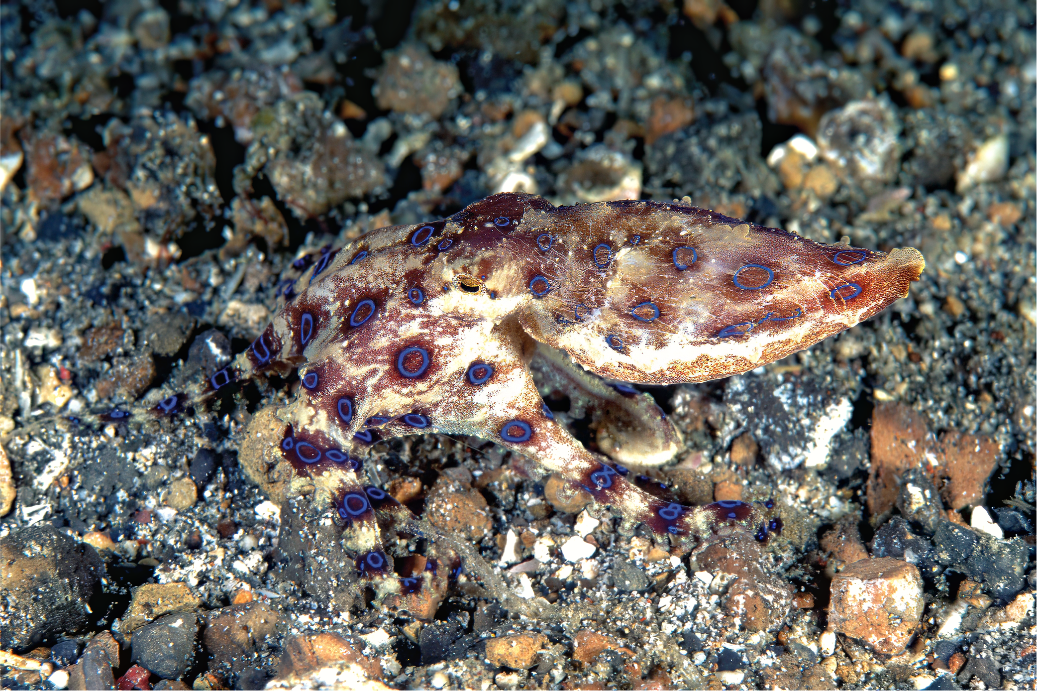 Blue-ringed octopus