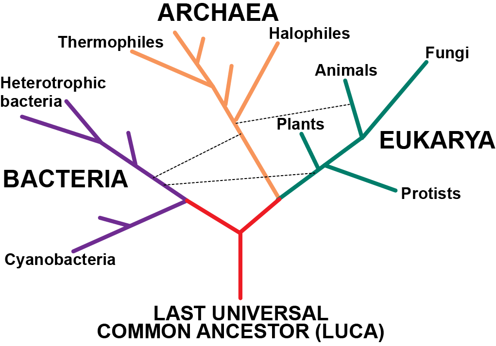 Tree of life with three main branches for bacteria, archaea and eukarya