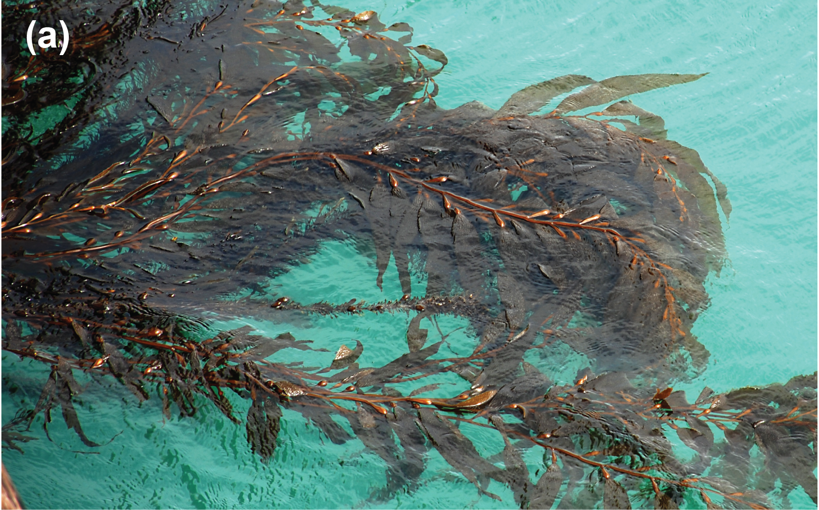Kelp fonds