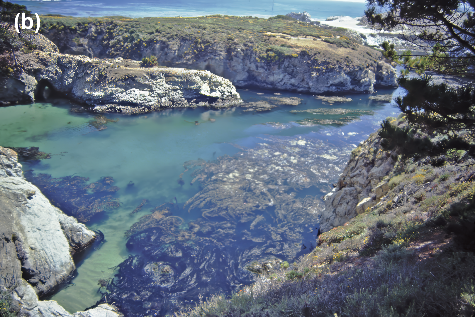 Many kelp in a cove