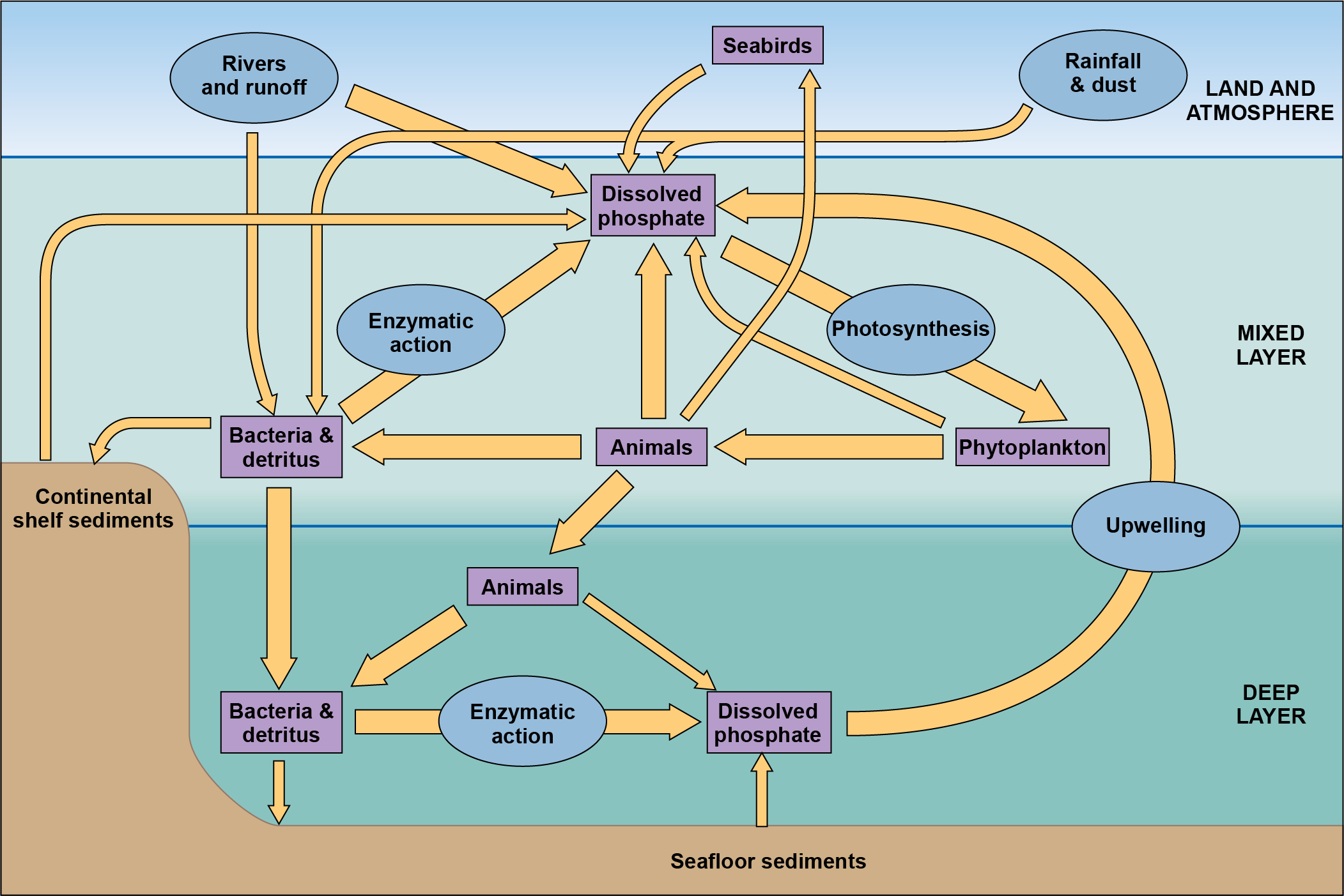 Flow chart of phosphorus though the ocean mixed and deep layer