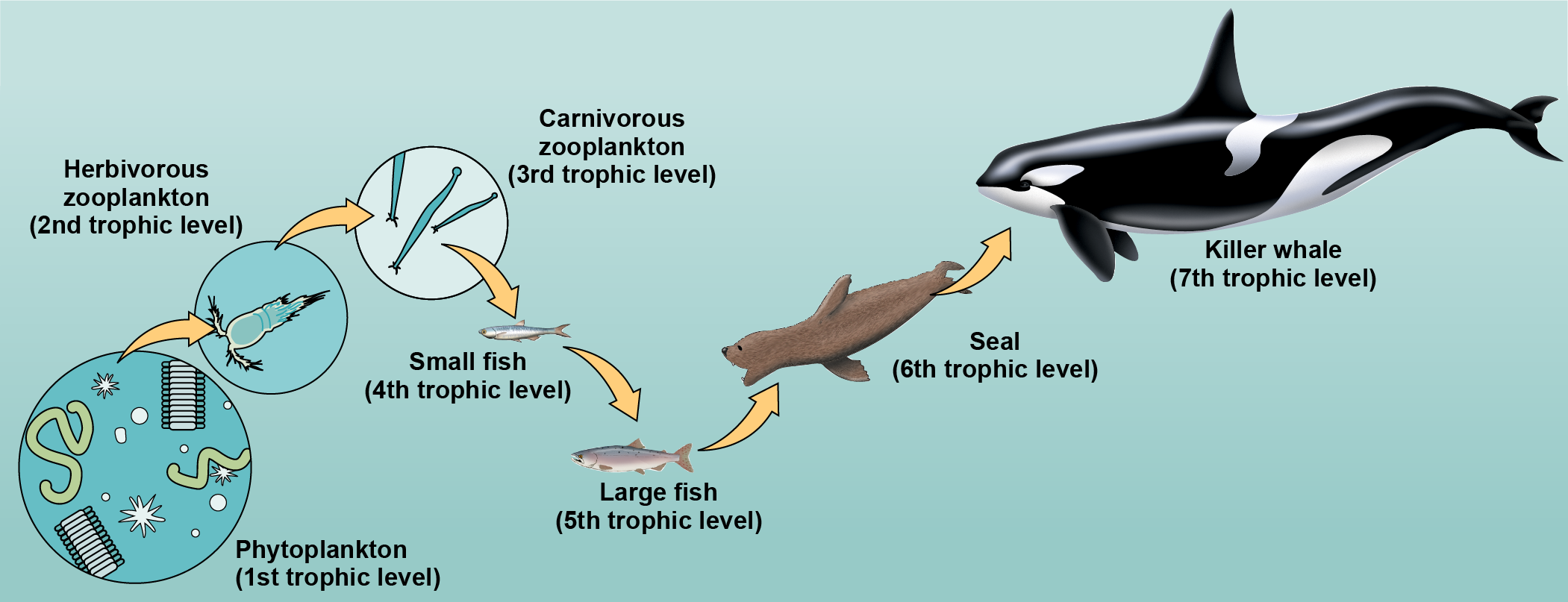 Food chain from phytoplankton to zooplankton to small then large vision to seals and killer whales