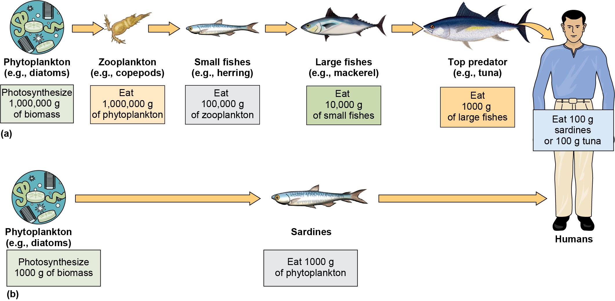Food chain from phytoplankton to zooplankton to small fish to larger fish to humans compared to a food chain from phytoplankton to sardines to humans