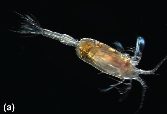 A copepod