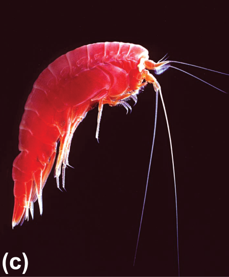 An amphipod