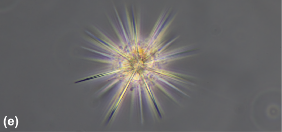 A radiolarian