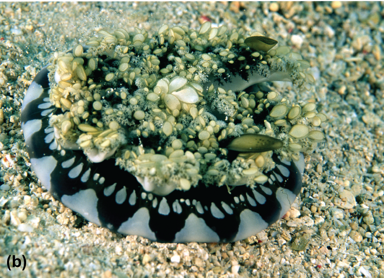 Half buried upside-down jelly