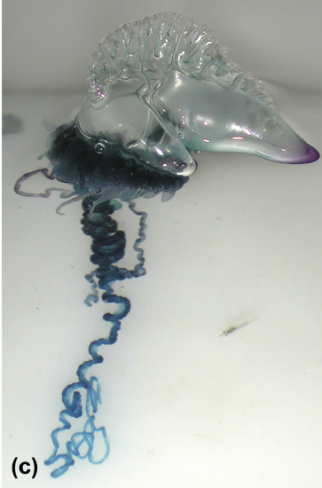 Portuguese man-of-war
