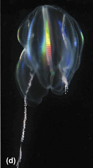 A ctenophore
