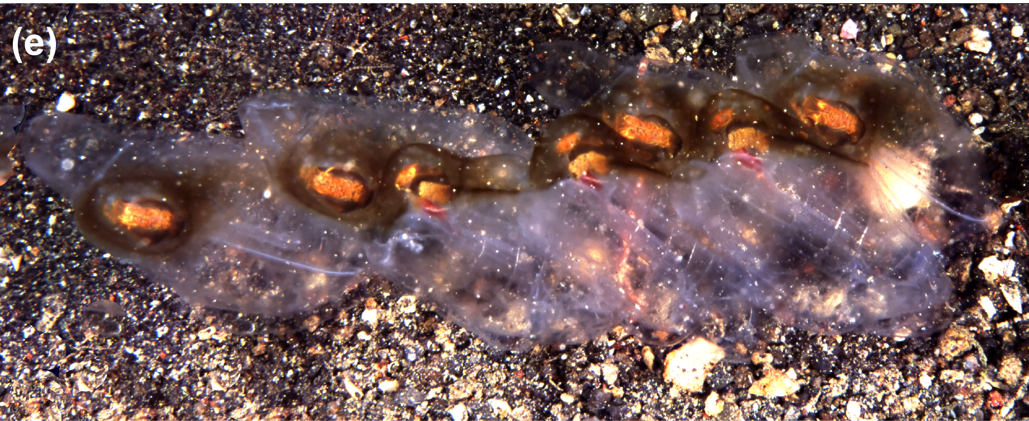 Colonial salp species