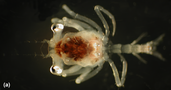 A crustacean larvae