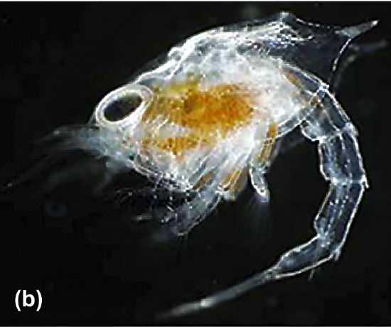 A blue king crab larvae