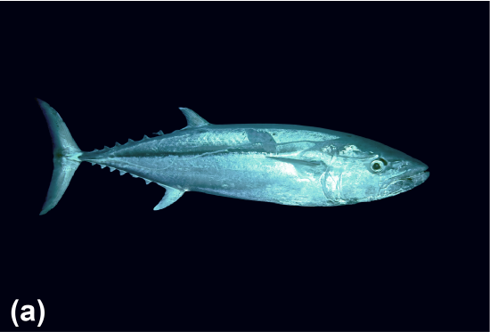 A dogtooth tuna