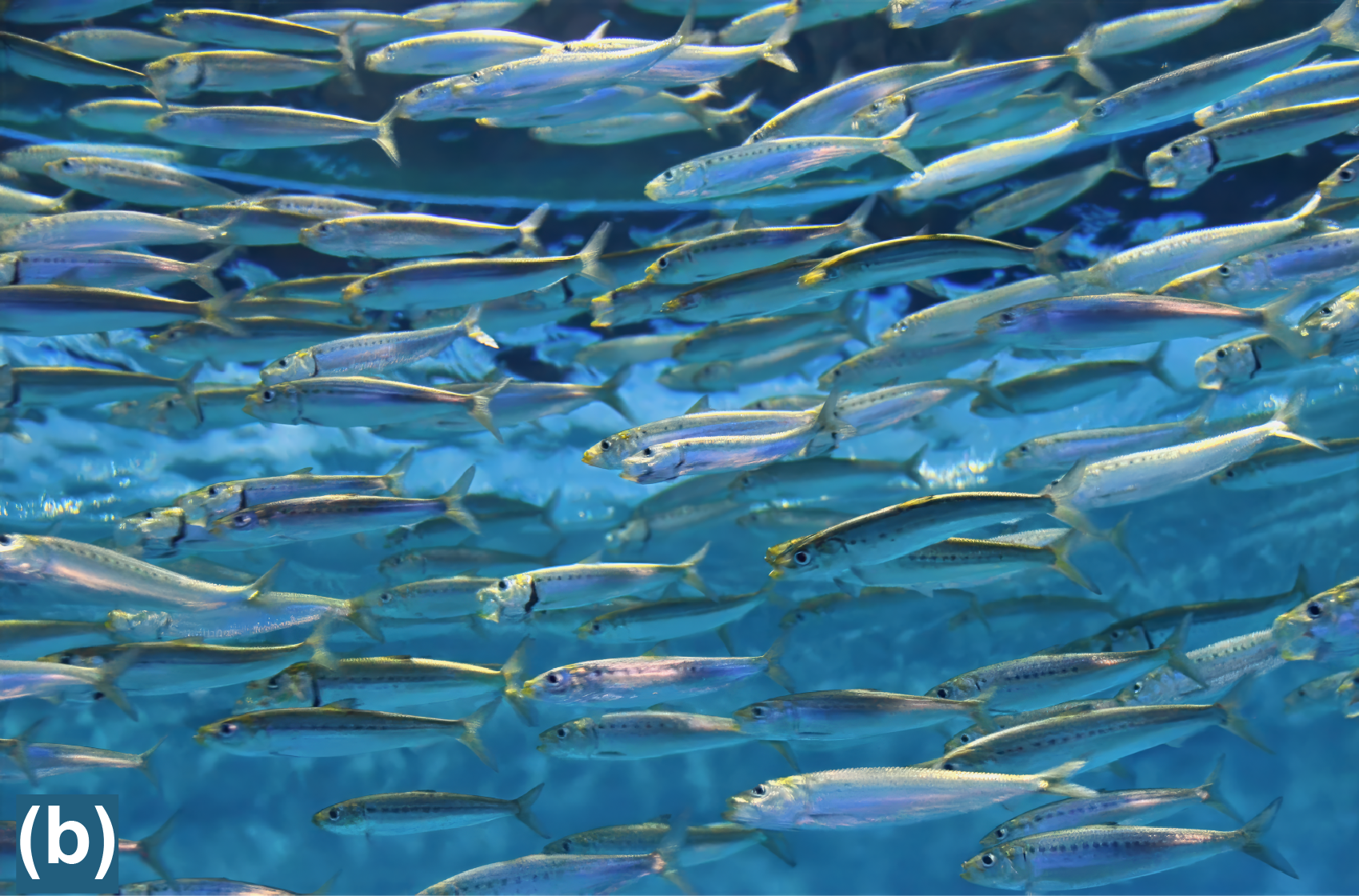 A school of Pacific sardines