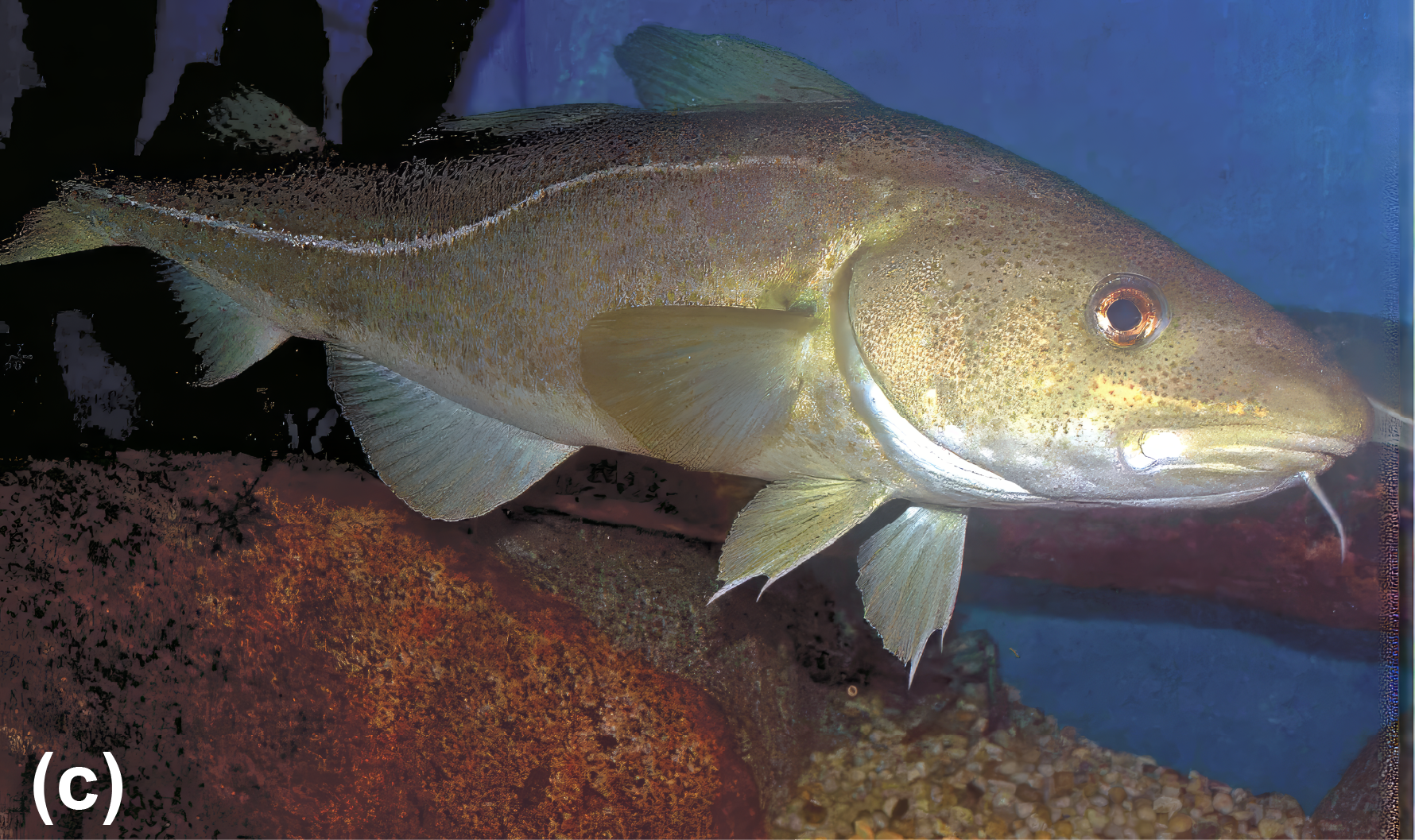 Atlantic cod