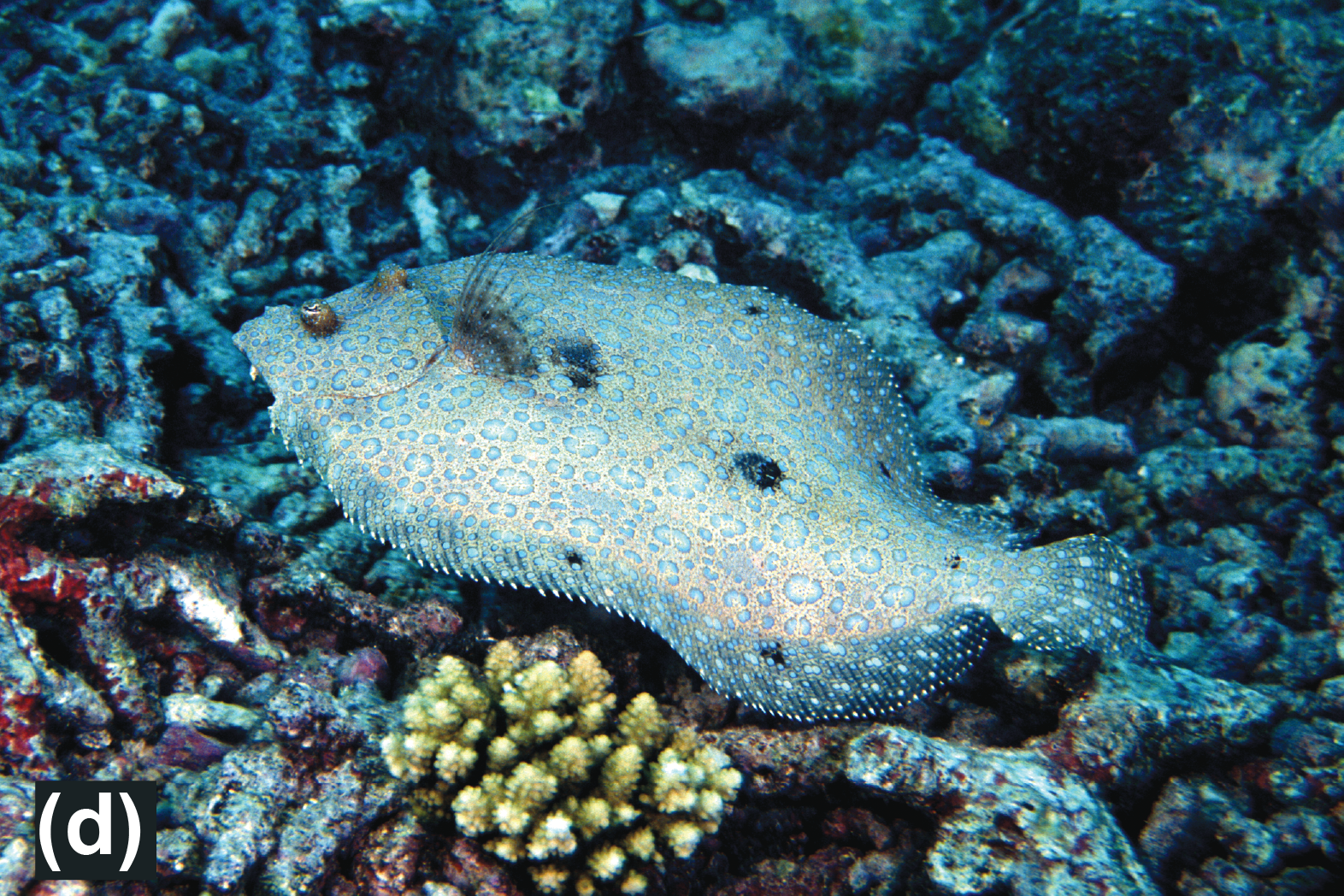 A flowery flounder