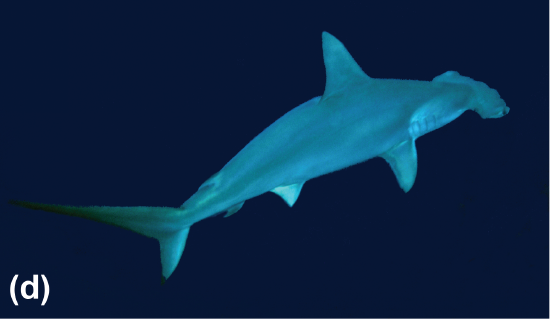 A scalloped hammerhead shark