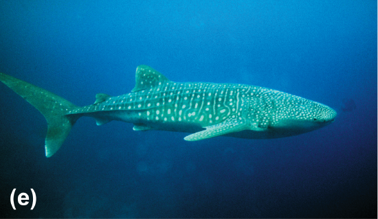 A manta ray