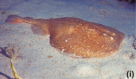 A torpedo ray