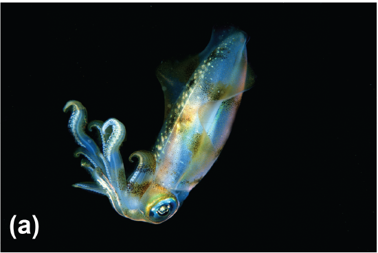 A common reef squid