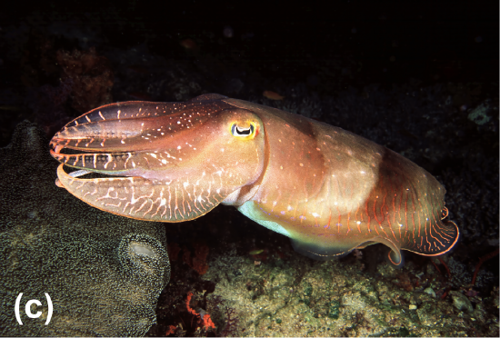 A broadclub cuttlefish