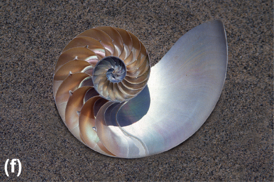 A sectioned Nautilus shell