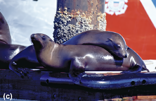 California sea lion