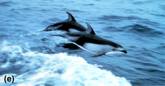 Bottlenose dolphins