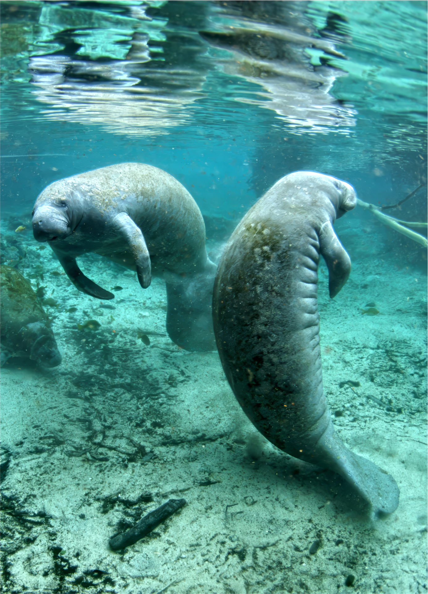 Manatees