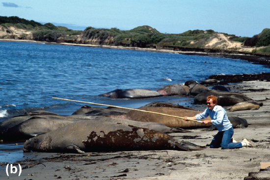 A scientist measures the length of an adult male elephant seal