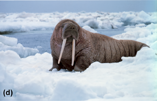 A walrus