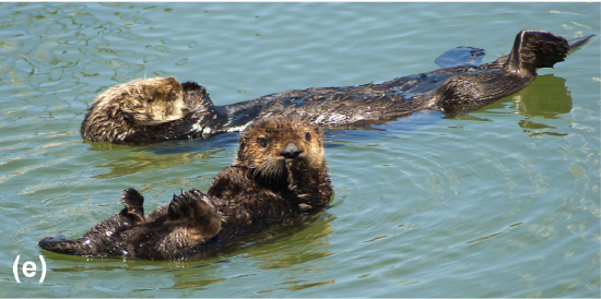 Sea otters