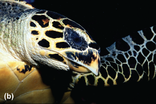 A hawksbill turtle