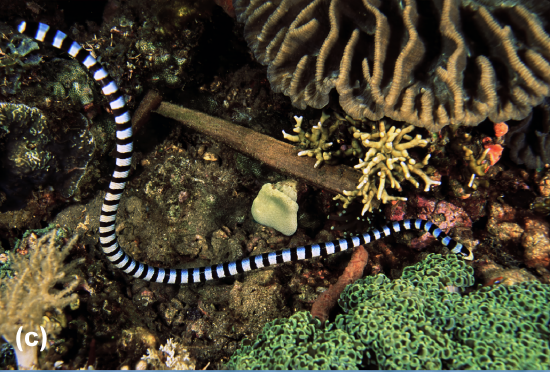 A branded sea snake