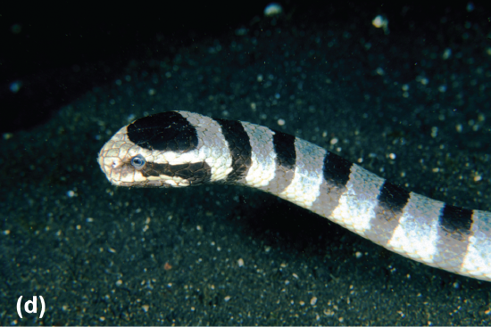 A branded sea snake