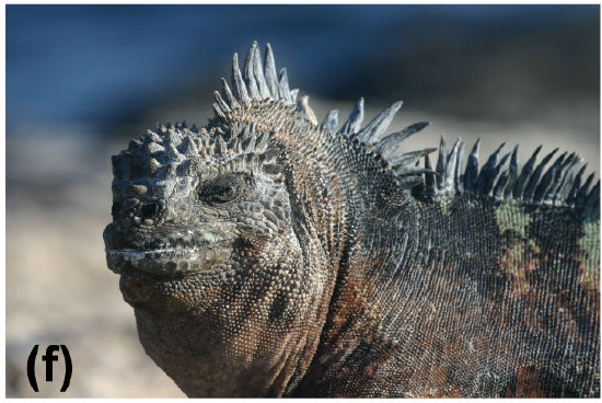 A marine iguana