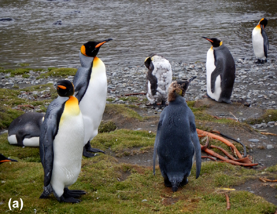 King penguins
