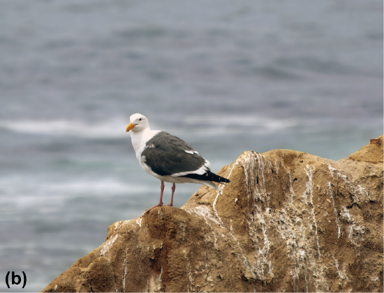 A herring gull